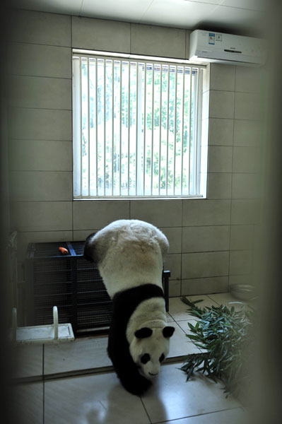 Pandas keep cool in summer heat