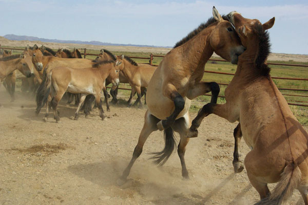Endangered horses released into the wild
