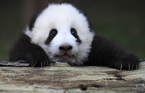 Panda habitat to be built in Sichuan