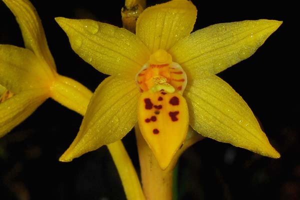 Tourist finds new species of orchid