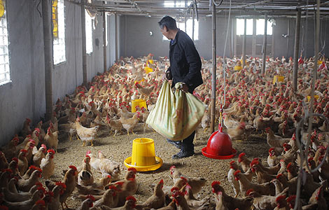 H7N9 still confined to live poultry markets