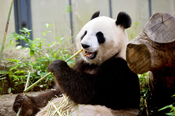 High hopes giant panda will give birth