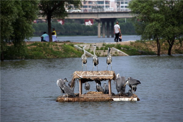 Floating nests help water birds thrive