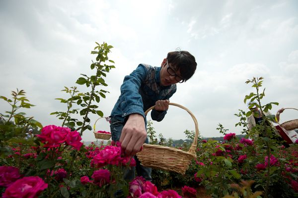 Flower cakes catch tourists' attention in Yunnan[2]|chinadaily.com.cn