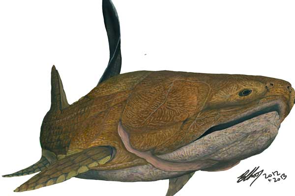Early fish ancestor found