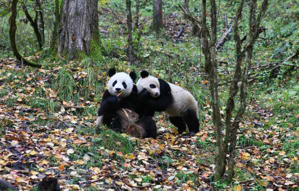 Wolong panda set for a walk on the wild side