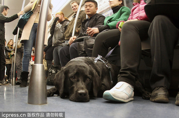 Chengdu metro welcomes 1st guide dog