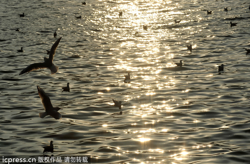 Record number of birds wintering in Kunming