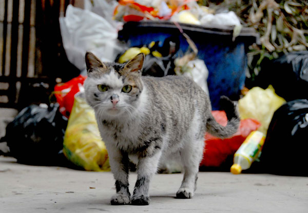 Stray animals requires government, civil support[1]|