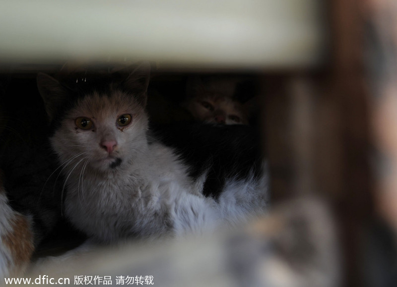 2,800 stray cats on the way to be slaughtered saved