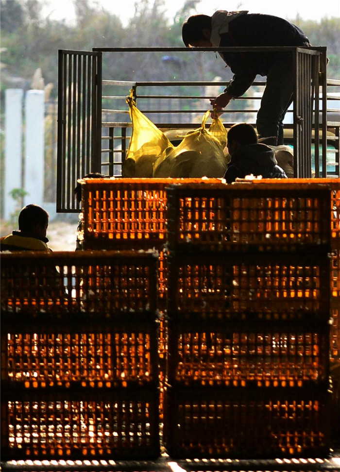 Tight control on China’s poultry over H7N9 fears