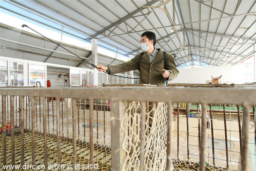 Tight control on China’s poultry over H7N9 fears