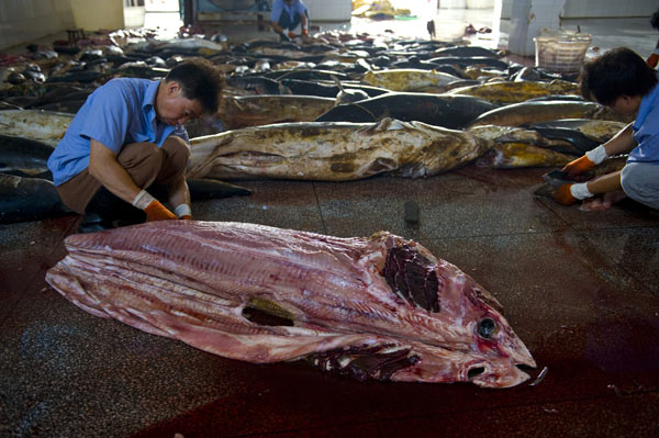 Slaughterhouse of sharks revealed
