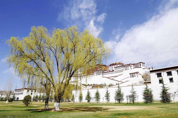 Tibet to increase green coverage this year