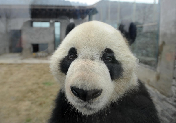 Chinese, Belgian heads of state launch panda house