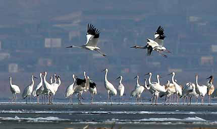 White Crane dance takes flight