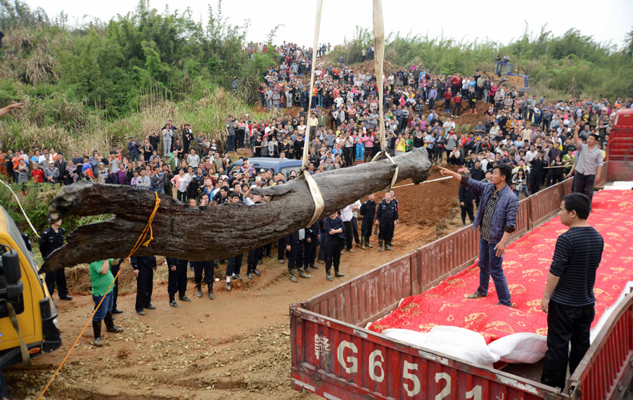 4,000-year-old ebony tree unearthed in E China