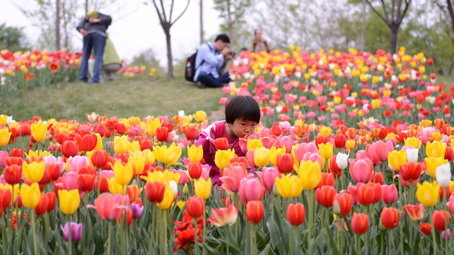 Tulip named by Chinese first lady goes on show
