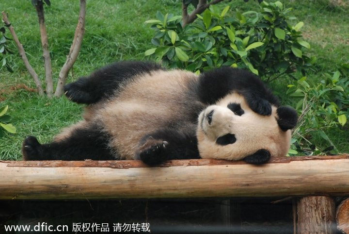 RIP <EM>Xinxin</EM>: Panda, 6, mourned in Macao