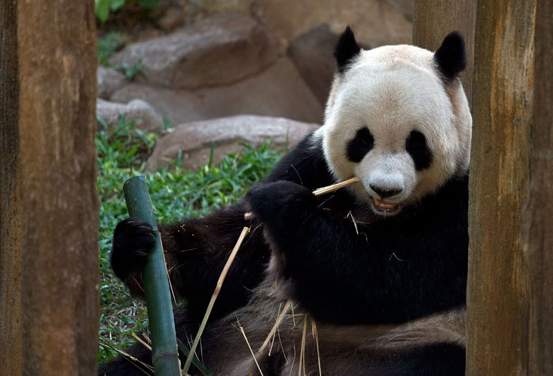 Panda Complex opens in Malaysia