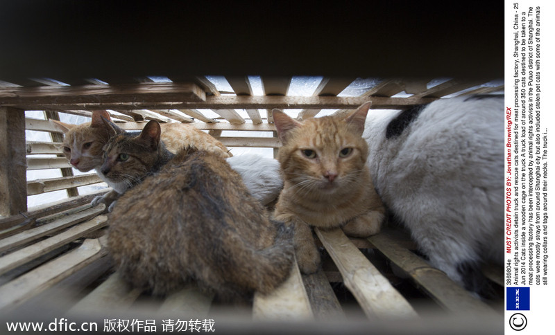 Animal rights activists intercept truck carrying 350 cats