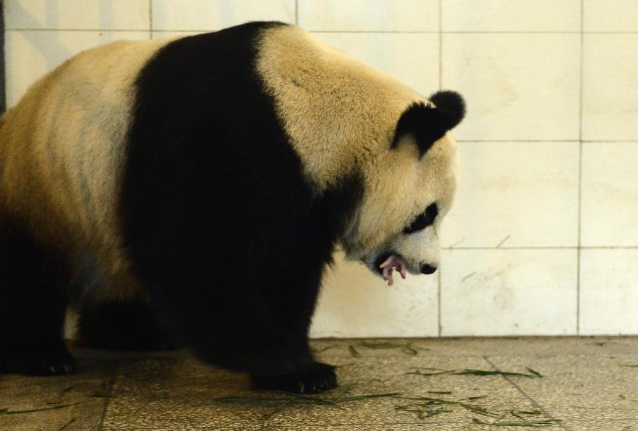 Giant panda baby born in SW China