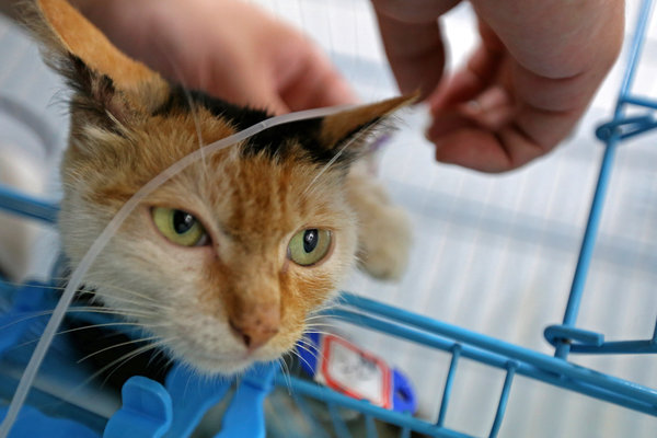 adopter counts the costs of cat rescue