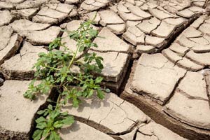 Drought persists in Central China's Henan province