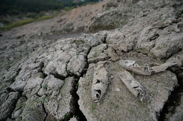 Liaoning suffers the most severe drought since 1951