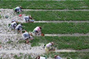 Chinese hybrid rice yield hits record