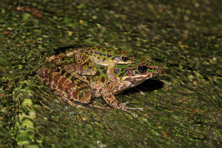 Nature photographer captures Ningbo nightlife