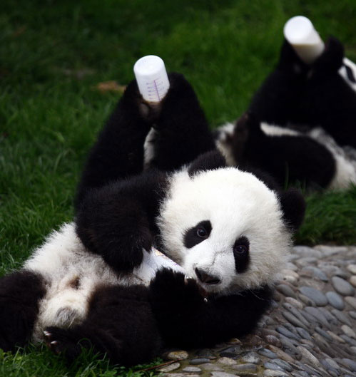 Trending: Panda beating video triggers outrage