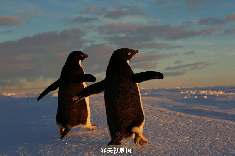 Penguins attracted to Chinese icebreaker <EM>Xuelong</EM>