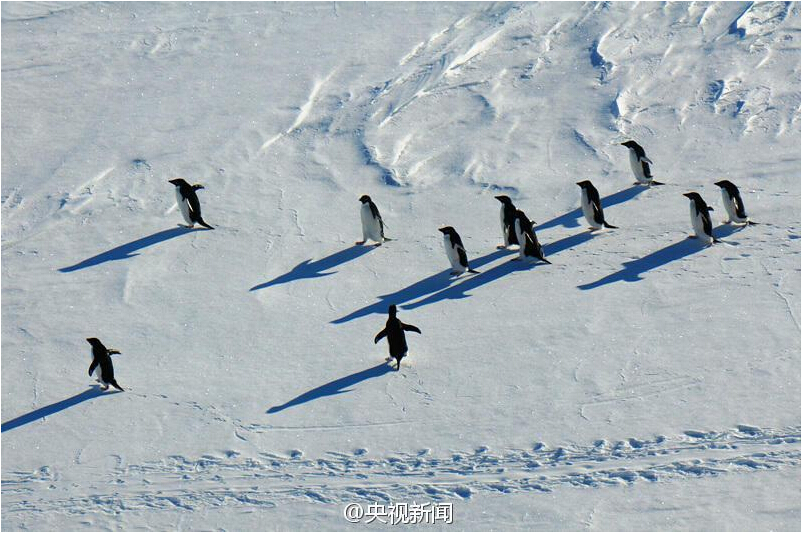 Penguins attracted to Chinese icebreaker <EM>Xuelong</EM>