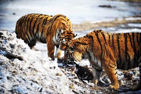 China Siberian tiger park sees 105 births in 2014