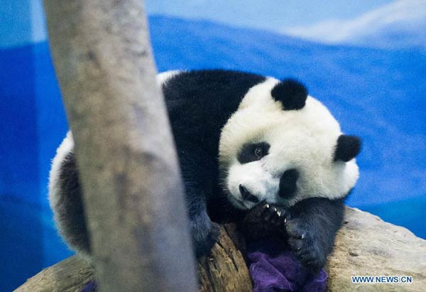 Giant panda cub 'Yuanzai' takes first bite