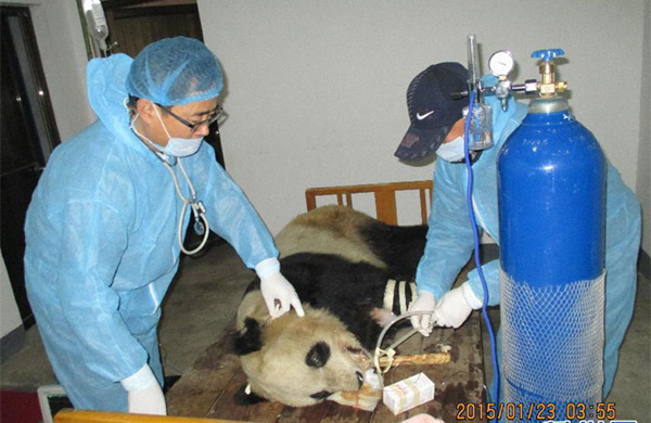 Third panda dies from virus in NW China