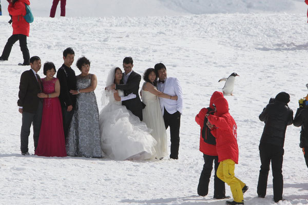 South Pole setting for wedding photos, penguins included