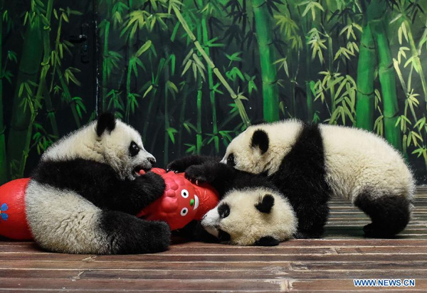 Wild panda numbers up 16.8% in a decade