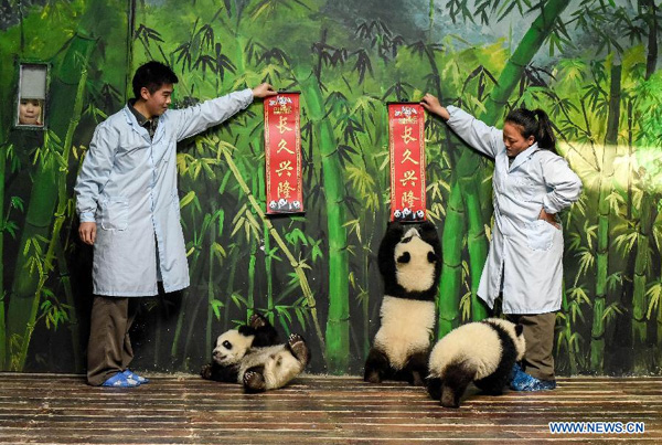 Wild panda numbers up 16.8% in a decade