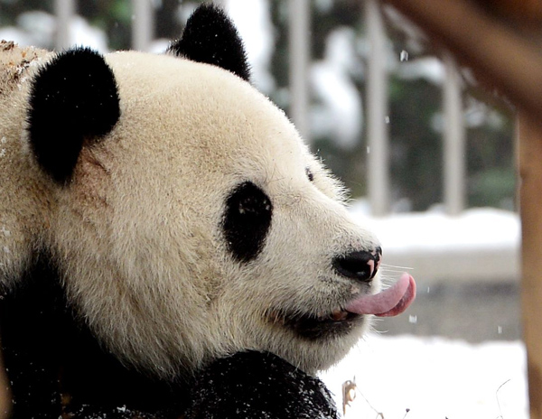 Reserves expanded to protect panda's habitats