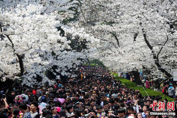 Cherry blossom originated in China