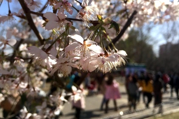 Cherry blossom originated in China