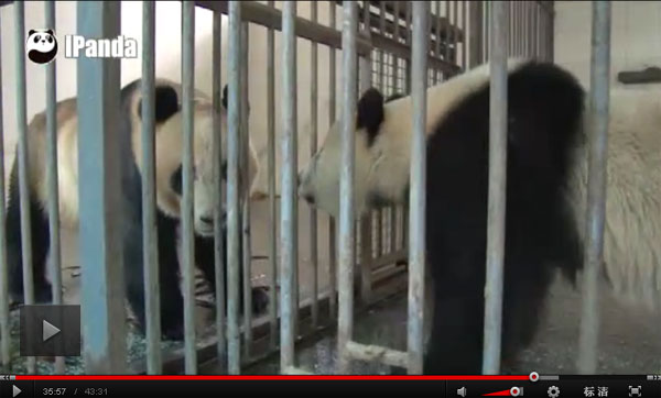 China live broadcasts pandas' failed natural mating