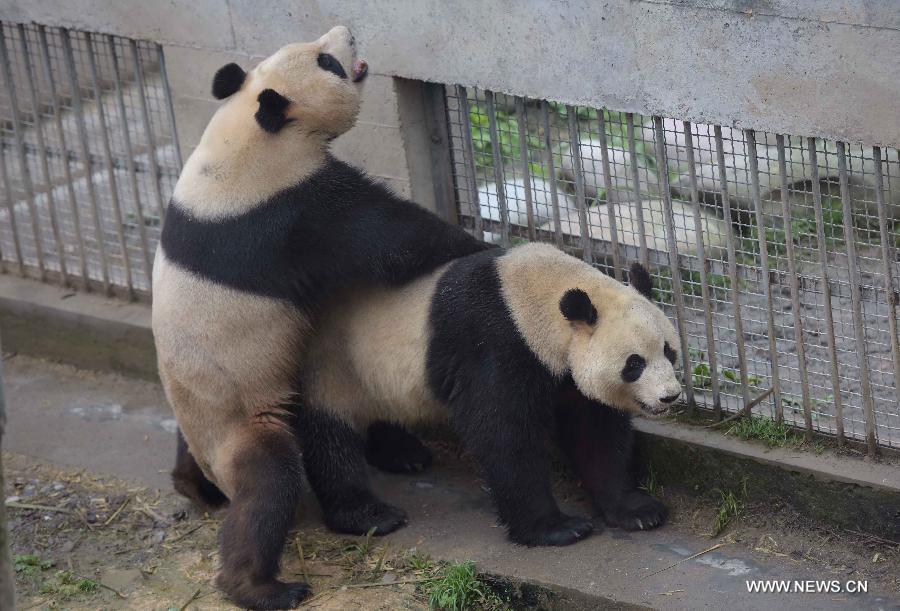 Pandas artificially inseminated at Sichuan's Bifengxia base