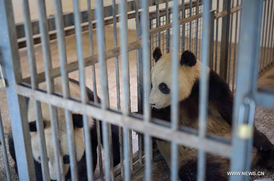 Pandas artificially inseminated at Sichuan's Bifengxia base