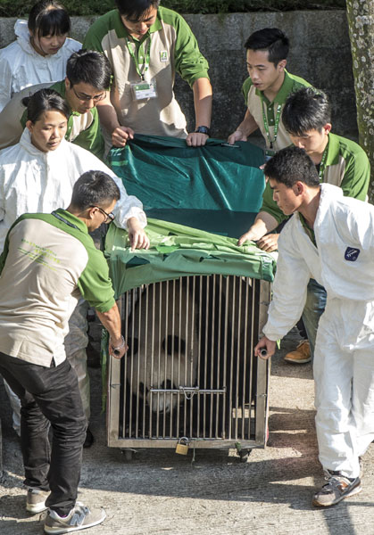 Two pandas leave mainland for Macao