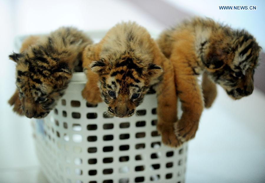 3 Siberian tiger cubs become 1 month old