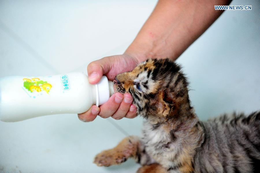 3 Siberian tiger cubs become 1 month old