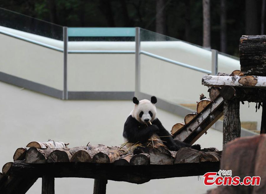 Pandas meet the public for the first time in NE China